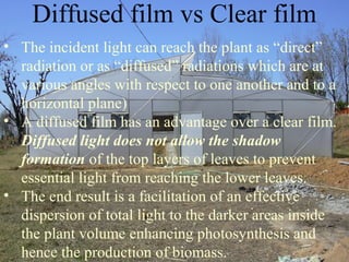 • The incident light can reach the plant as “direct”
radiation or as “diffused” radiations which are at
various angles with respect to one another and to a
horizontal plane)
• A diffused film has an advantage over a clear film.
Diffused light does not allow the shadow
formation of the top layers of leaves to prevent
essential light from reaching the lower leaves.
• The end result is a facilitation of an effective
dispersion of total light to the darker areas inside
the plant volume enhancing photosynthesis and
hence the production of biomass.
Diffused film vs Clear film
 