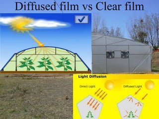 Diffused film vs Clear film
 