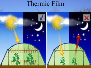 Thermic Film
 