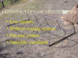 CLASSIFICATION OF GREENHOUSES
• Low tunnels
• Without cooling system
• Fan pad system
• Naturally ventilated
 