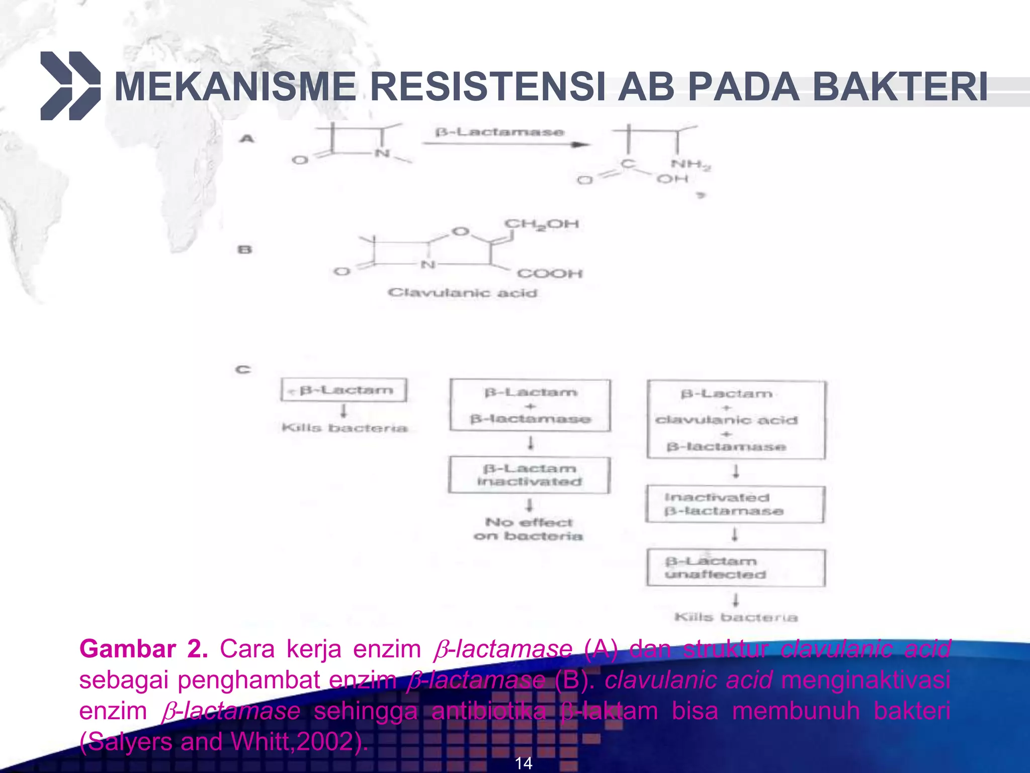 MEKANISME RESISTENSI AB PADA BAKTERI




Gambar 2. Cara kerja enzim -lactamase (A) dan struktur clavulanic acid
sebagai penghambat enzim -lactamase (B). clavulanic acid menginaktivasi
enzim -lactamase sehingga antibiotika -laktam bisa membunuh bakteri
(Salyers and Whitt,2002).
                                   14
 
