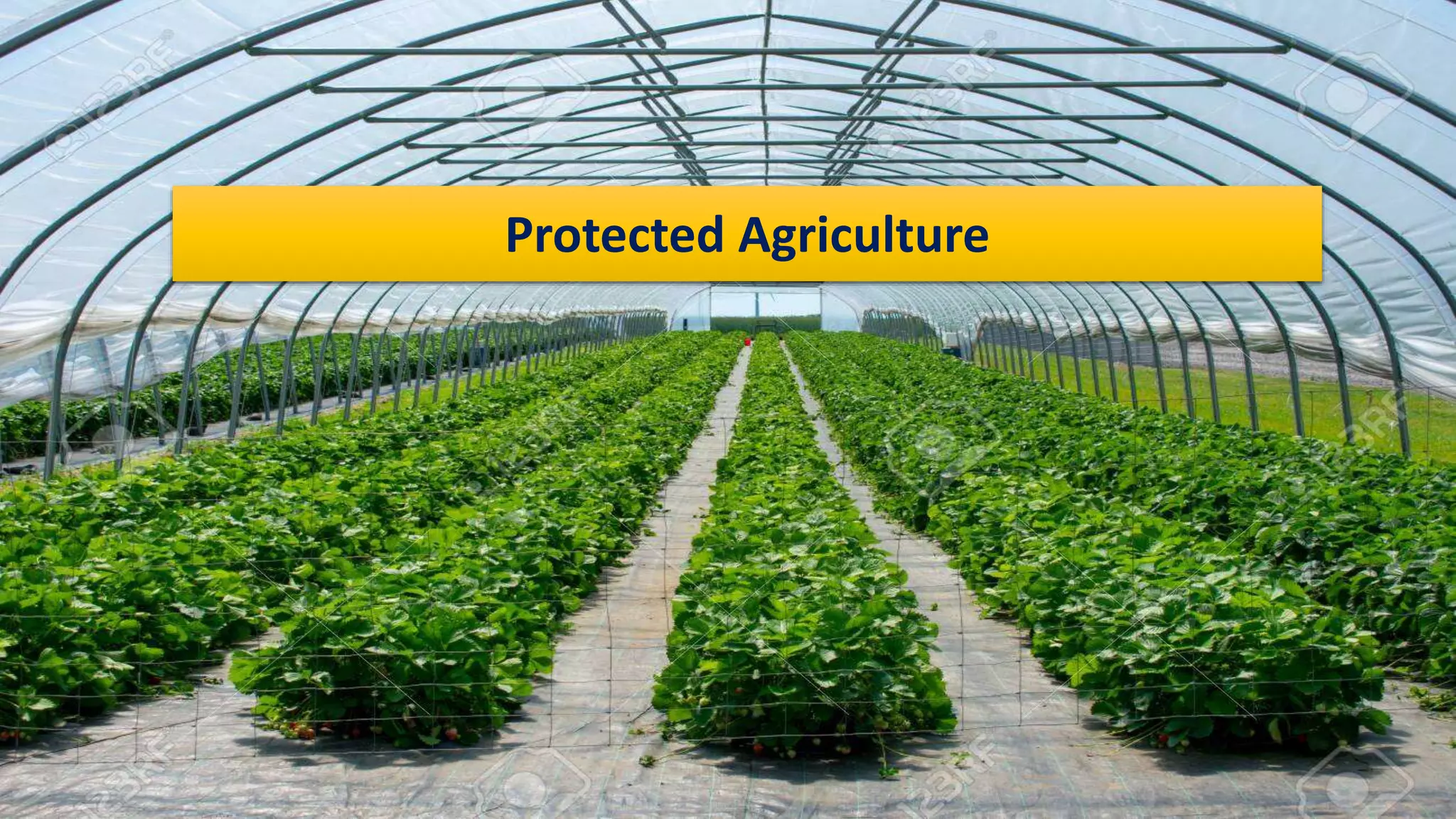 Protected Agriculture
 