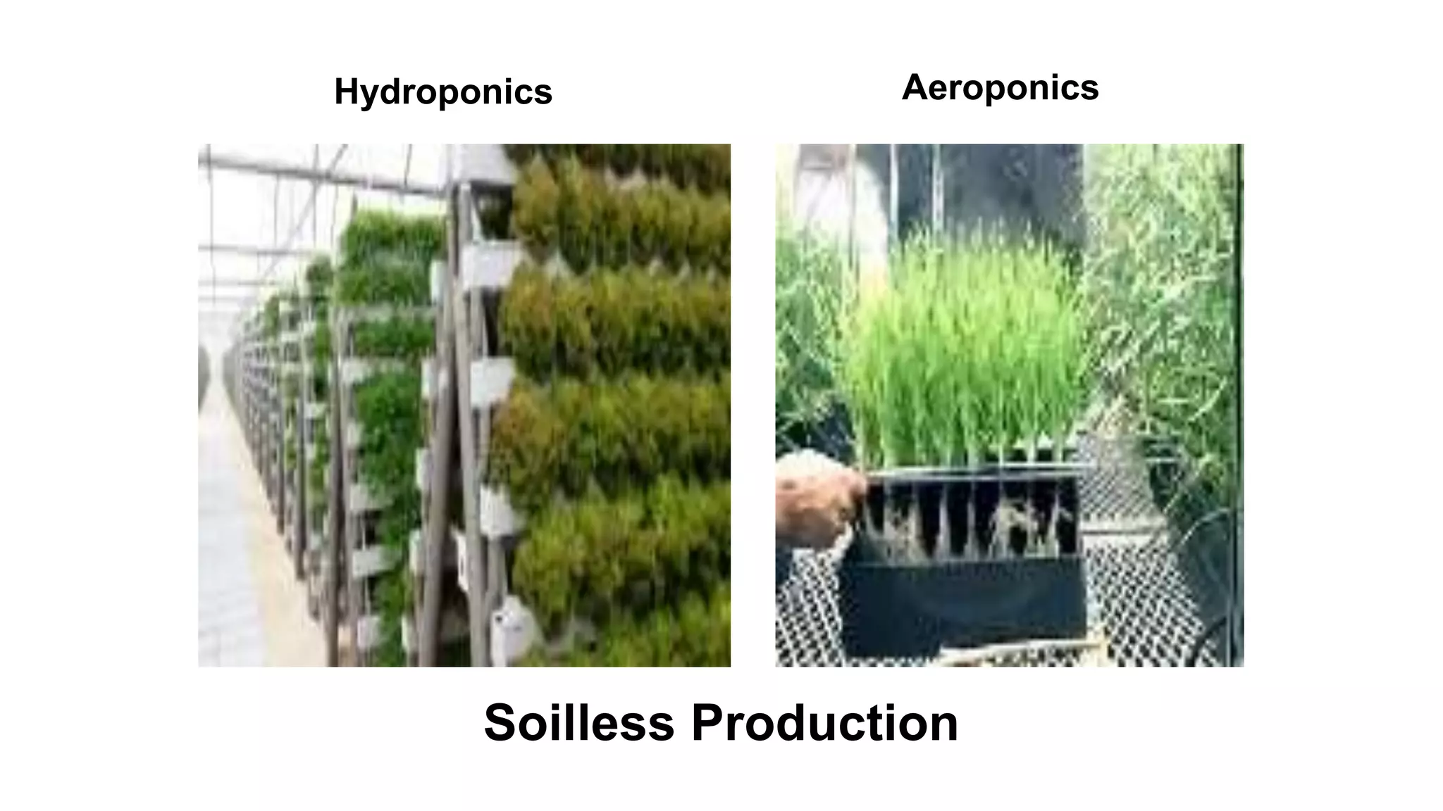 Hydroponics Aeroponics
Soilless Production
 