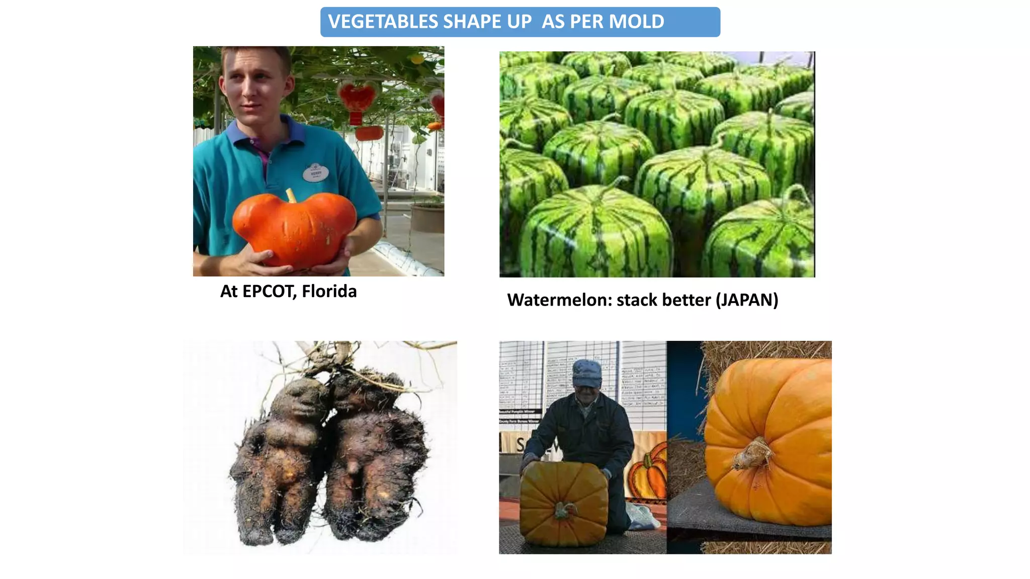 Watermelon: stack better (JAPAN)At EPCOT, Florida
VEGETABLES SHAPE UP AS PER MOLD
 