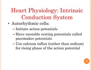 Heart Physiology: Intrinsic
Conduction System
• Autorhythmic cells:
– Initiate action potentials
– Have unstable resting potentials called
pacemaker potentials
– Use calcium influx (rather than sodium)
for rising phase of the action potential
13
 