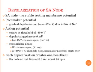 DEPOLARIZATION OF SA NODE
 SA node - no stable resting membrane potential
 Pacemaker potential
 gradual depolarization from -60 mV, slow influx of Na+
 Action potential
 occurs at threshold of -40 mV
 depolarizing phase to 0 mV
 fast Ca2+ channels open, (Ca2+ in)
 repolarizing phase
 K+ channels open, (K+ out)
 at -60 mV K+ channels close, pacemaker potential starts over
 Each depolarization creates one heartbeat
 SA node at rest fires at 0.8 sec, about 75 bpm
14
 