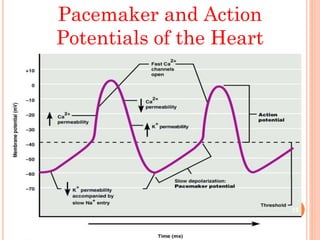 Pacemaker and Action
Potentials of the Heart
15
 