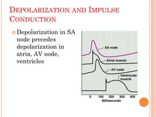 DEPOLARIZATION AND IMPULSE
CONDUCTION
 Depolarization in SA
node precedes
depolarization in
atria, AV node,
ventricles
16
 