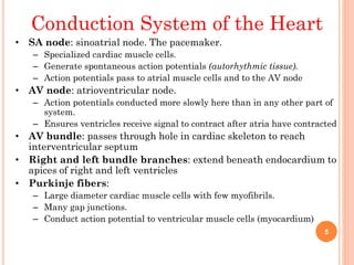 Conduction System of the Heart
• SA node: sinoatrial node. The pacemaker.
– Specialized cardiac muscle cells.
– Generate spontaneous action potentials (autorhythmic tissue).
– Action potentials pass to atrial muscle cells and to the AV node
• AV node: atrioventricular node.
– Action potentials conducted more slowly here than in any other part of
system.
– Ensures ventricles receive signal to contract after atria have contracted
• AV bundle: passes through hole in cardiac skeleton to reach
interventricular septum
• Right and left bundle branches: extend beneath endocardium to
apices of right and left ventricles
• Purkinje fibers:
– Large diameter cardiac muscle cells with few myofibrils.
– Many gap junctions.
– Conduct action potential to ventricular muscle cells (myocardium)
5
 