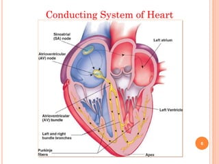 Conducting System of Heart
6
 