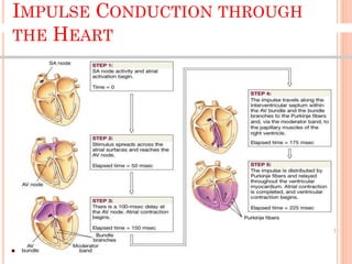 IMPULSE CONDUCTION THROUGH
THE HEART
7
 