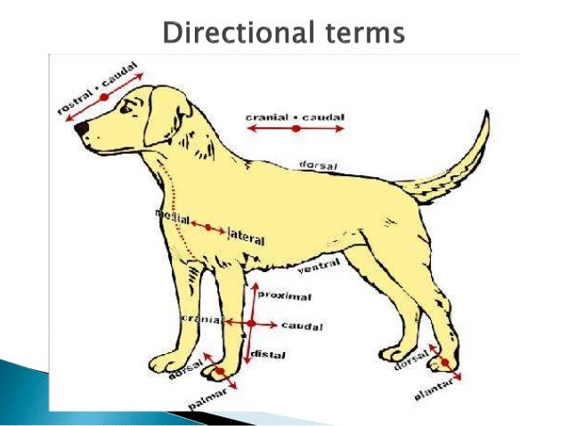Ventral Dorsal Dog Cat Drawings Ventral Dorsal Dog Cat Drawings