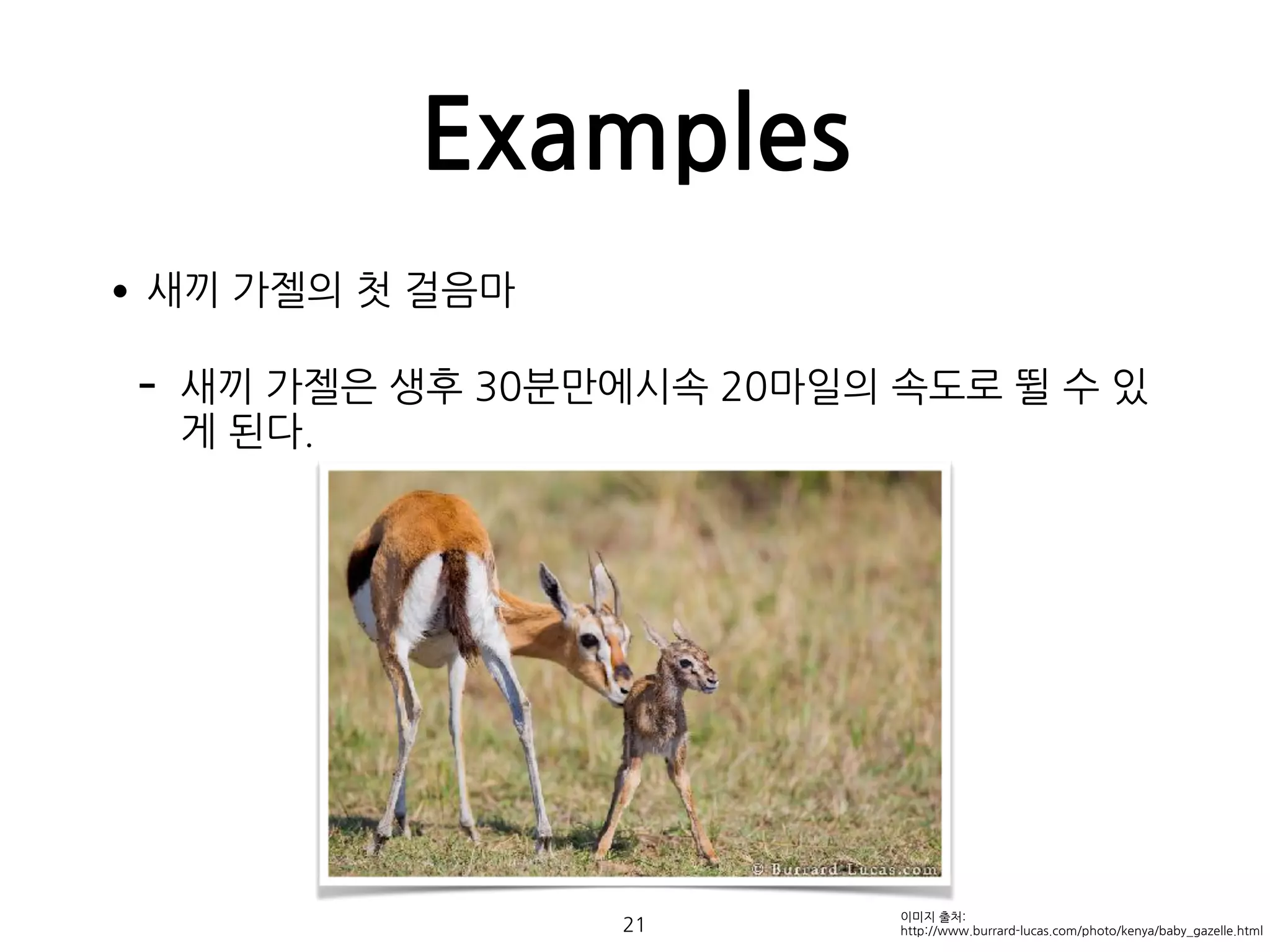 Examples
•새끼 가젤의 첫 걸음마
- 새끼 가젤은 생후 30분만에시속 20마일의 속도로 뛸 수 있
게 된다. 
 
 
 
 
 
 
 
 
 
21
이미지 출처:
http://www.burrard-lucas.com/photo/kenya/baby_gazelle.html
 