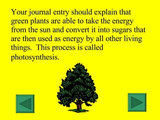 Your journal entry should explain that green plants are able to take the energy from the sun and convert it into sugars that are then used as energy by all other living things.  This process is called photosynthesis.   
