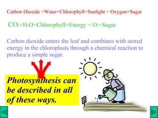 Carbon Dioxide +Water+Chlorophyll+Sunlight = Oxygen+Sugar CO 2 +H 2 O+Chlorophyll+Energy = O 2 +Sugar Carbon dioxide enters the leaf and combines with stored energy in the chloroplasts through a chemical reaction to produce a simple sugar.   Photosynthesis can be described in all of these ways. 