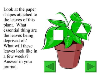 Look at the paper shapes attached to the leaves of this plant.  What essential thing are the leaves being deprived of?  What will these leaves look like in a few weeks? Answer in your journal. 