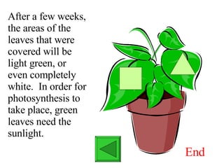After a few weeks, the areas of the leaves that were covered will be light green, or even completely white.  In order for photosynthesis to take place, green leaves need the sunlight. End 