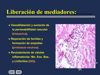 Liberación de mediadores:
● Vasodilatación y aumento de
  la permeabililidad vascular
  (histamina).
● Reparación de heridas y
  formación de ampollas
  (proteasas neutras).
● Reclutamiento de células
  inflamatorias: Mo. Eos. Bas.
  y Linfocitos (QQ).
 