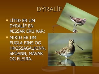 DÝRALÍF LÍTIÐ ER UM DÝRALÍF EN ÞESSAR ERU ÞAR: MIKIÐ ER UM FUGLA EINS OG HROSSAGAUKINN, SPÓANN, MÁVAR OG FLEIRA. 