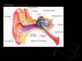 Topology _The   Human Ear
 
