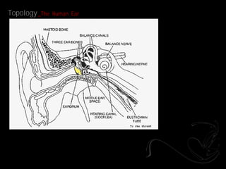 Topology _The   Human Ear
 