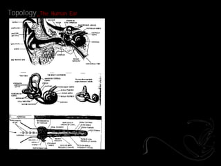 Topology _The   Human Ear
 