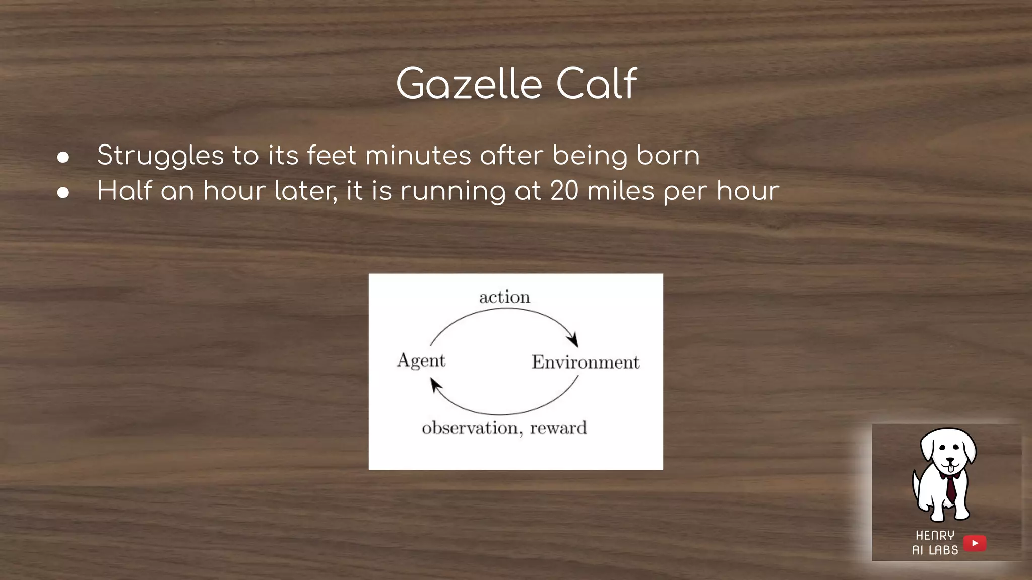 Gazelle Calf
● Struggles to its feet minutes after being born
● Half an hour later, it is running at 20 miles per hour
 