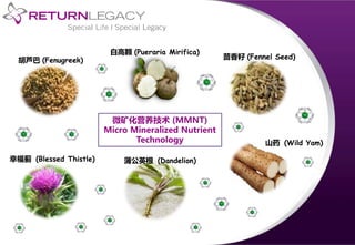 白高颗 (Pueraria Mirifica)
胡芦巴 (Fenugreek) 茴香籽 (Fennel Seed)
山药 (Wild Yam)
蒲公英根 (Dandelion)幸福蓟 (Blessed Thistle)
微矿化营养技术 (MMNT)
Micro Mineralized Nutrient
Technology
 