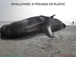 SWALLOWED 37 POUNDS OF PLASTIC

http://www.flickr.com/photos/16258320@N08/6812481482/sizes/c/in/photostream/

 