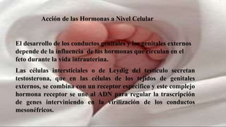 Acción de las Hormonas a Nivel Celular
El desarrollo de los conductos genitales y los genitales externos
depende de la influencia de las hormonas que circulan en el
feto durante la vida intrauterina.
Las células intersticiales o de Leydig del testículo secretan
testosterona, que en las células de los tejidos de genitales
externos, se combina con un receptor especifico y este complejo
hormona receptor se une al ADN para regular la trascripción
de genes interviniendo en la virilización de los conductos
mesonéfricos.
 
