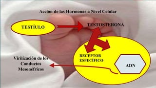 Acción de las Hormonas a Nivel Celular
TESTÍULO
TESTOSTERONA
Virilización de los
Conductos
Mesonéfricos
RECEPTOR
ESPECÍFICO
ADN
 