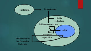 Testículo Testosterona
Dihidrotestosterona
5 alfa
reductasa
Receptor
específico
ADN
Virilización de
los Genitales
Externos
 