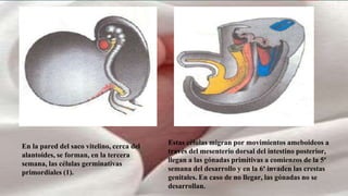 En la pared del saco vitelino, cerca del
alantoides, se forman, en la tercera
semana, las células germinativas
primordiales (1).
Estas células migran por movimientos ameboideos a
través del mesenterio dorsal del intestino posterior,
llegan a las gónadas primitivas a comienzos de la 5ª
semana del desarrollo y en la 6ª invaden las crestas
genitales. En caso de no llegar, las gónadas no se
desarrollan.
 