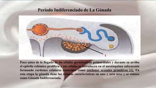 Período Indiferenciado de La Gónada
Poco antes de la llegada de las células germinativas primordiales y durante su arribo
el epitelio celómico prolifera y sus células se introducen en el mesénquima subyacente
formando cordones celulares conocidos como cordones sexuales primitivos (1). En
esta etapa la gónada tiene las mismas características en uno y orto sexo y se conoce
como Gónada Indiferenciada.
1
 