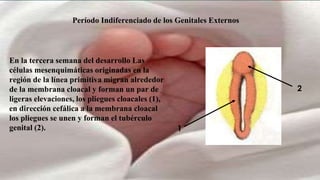 Período Indiferenciado de los Genitales Externos
En la tercera semana del desarrollo Las
células mesenquimáticas originadas en la
región de la línea primitiva migran alrededor
de la membrana cloacal y forman un par de
ligeras elevaciones, los pliegues cloacales (1),
en dirección cefálica a la membrana cloacal
los pliegues se unen y forman el tubérculo
genital (2). 1
2
 