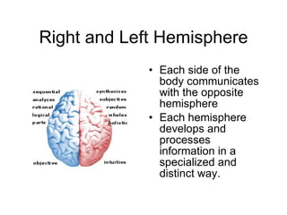 Right and Left Hemisphere Each side of the body communicates with the opposite hemisphere Each hemisphere develops and processes information in a specialized and distinct way. 