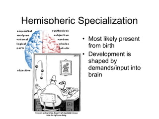 Hemispheric Specialization Most likely present from birth Development is shaped by demands/input into brain 