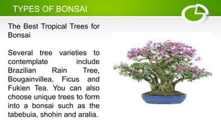 TYPES OF BONSAI
The Best Tropical Trees for
Bonsai
Several tree varieties to
contemplate include
Brazilian Rain Tree,
Bougainvillea, Ficus and
Fukien Tea. You can also
choose unique trees to form
into a bonsai such as the
tabebuia, shohin and aralia.
 