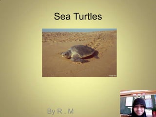 Sea Turtles By R . M 