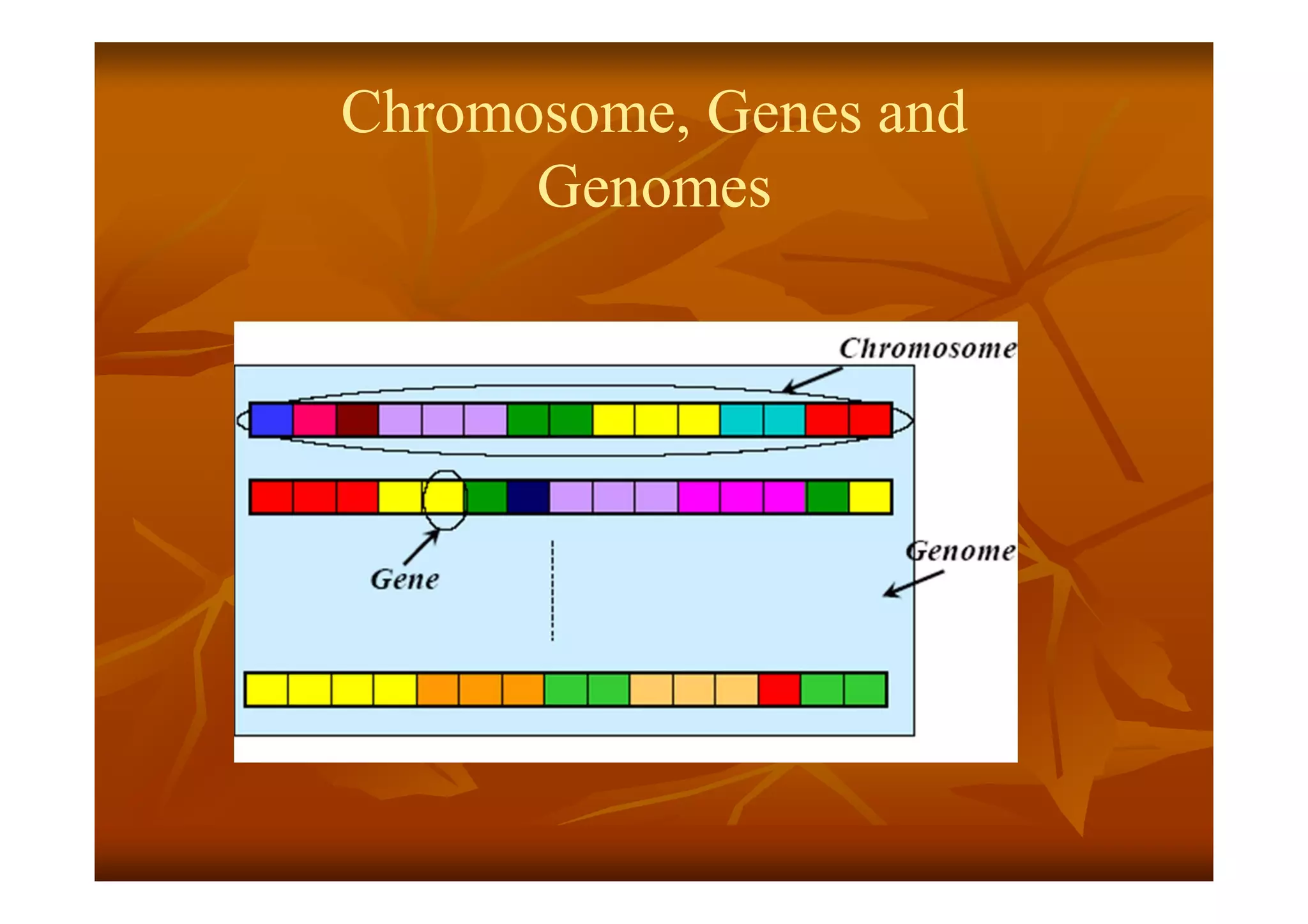 Chromosome, Genes and
Genomes
 