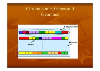 Chromosome, Genes and
Genomes
 