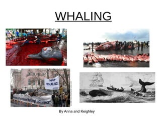 WHALING By Anna and Keighley 