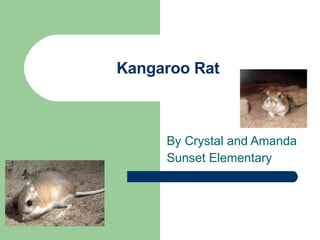 Kangaroo Rat By Crystal and Amanda Sunset Elementary 