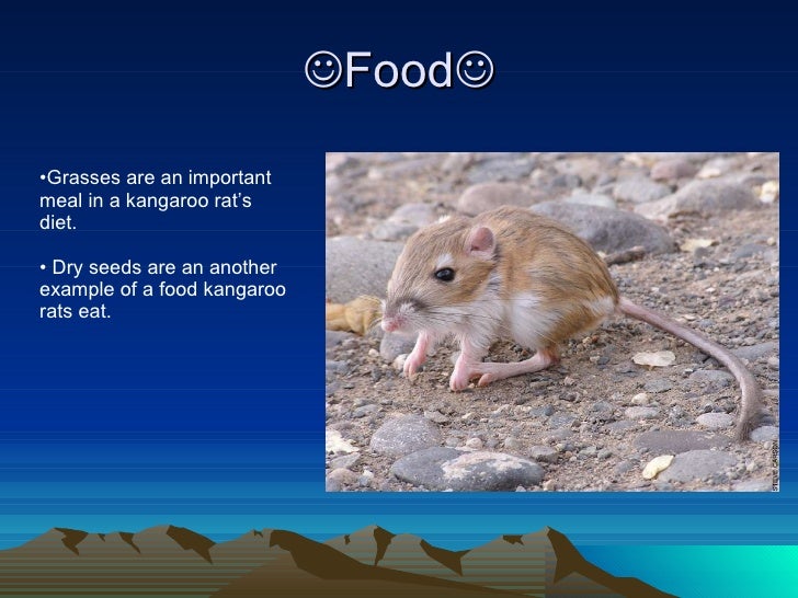 The Amazing Kangaroo Rat