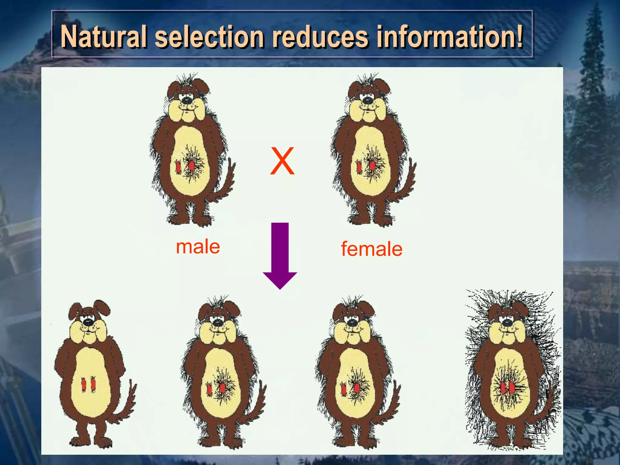 Natural selection reduces information! 
X 
male female 
 