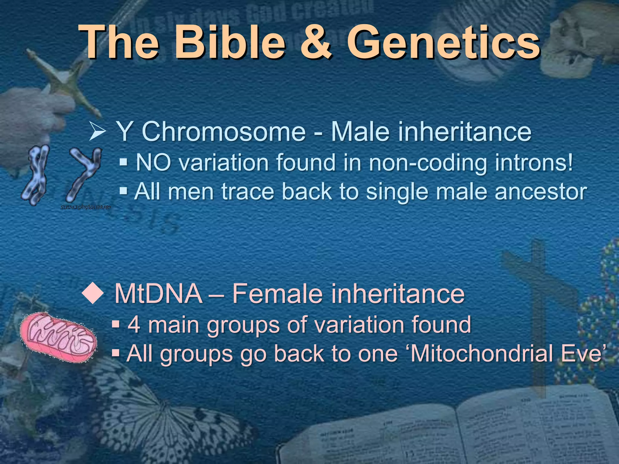 The Bible & Genetics 
 Y Chromosome - Male inheritance 
 NO variation found in non-coding introns! 
 All men trace back to single male ancestor 
 MtDNA – Female inheritance 
 4 main groups of variation found 
 All groups go back to one ‘Mitochondrial Eve’ 
 
