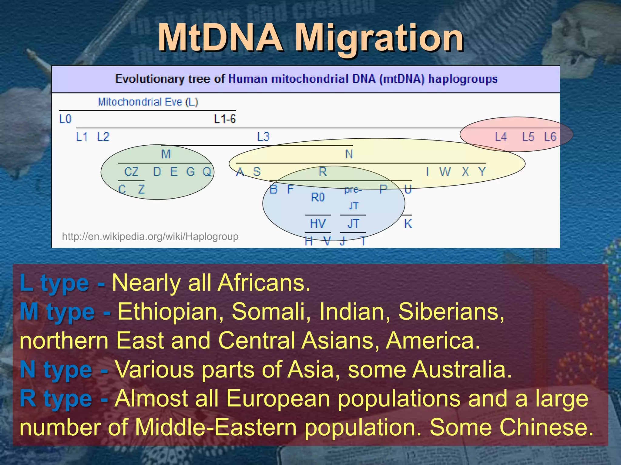 MtDNA Migration 
http://en.wikipedia.org/wiki/Haplogroup 
L type - Nearly all Africans. 
M type - Ethiopian, Somali, Indian, Siberians, 
northern East and Central Asians, America. 
N type - Various parts of Asia, some Australia. 
R type - Almost all European populations and a large 
number of Middle-Eastern population. Some Chinese. 
 