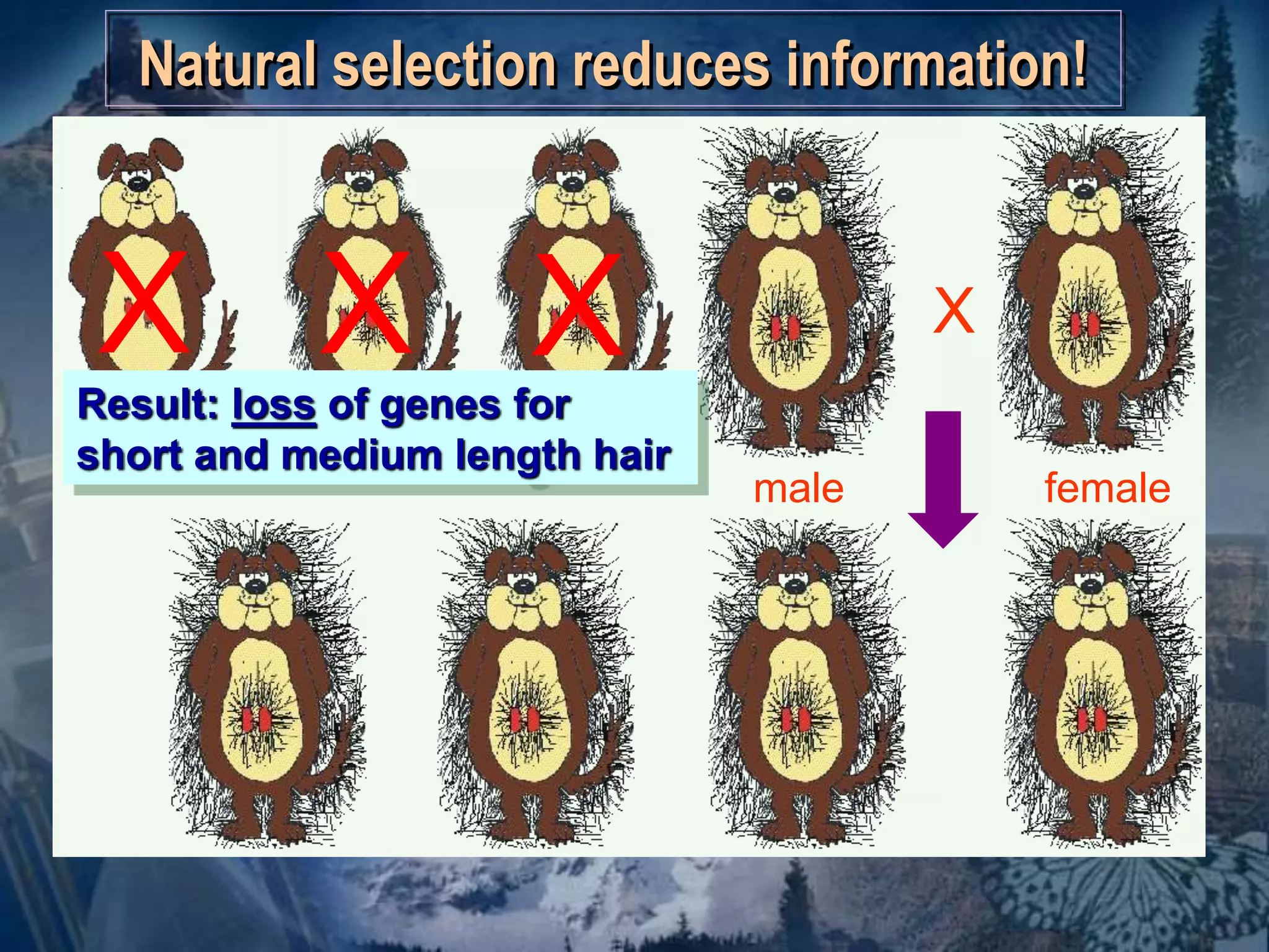 Natural selection reduces information! 
X 
male female 
X X X 
Result: loss of genes for 
short and medium length hair 
 