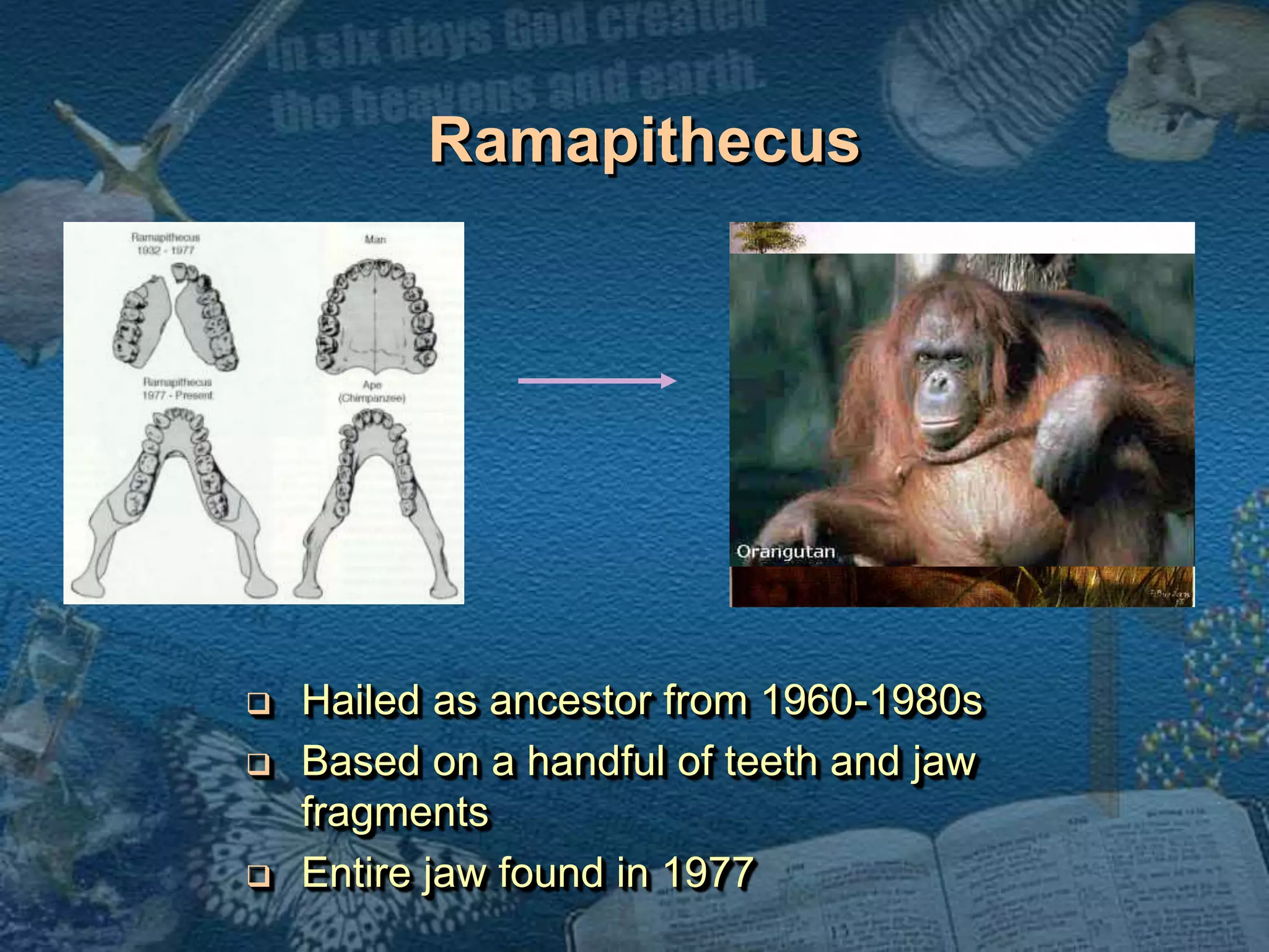 Ramapithecus 
 Hailed as ancestor from 1960-1980s 
 Based on a handful of teeth and jaw 
fragments 
 Entire jaw found in 1977 
 