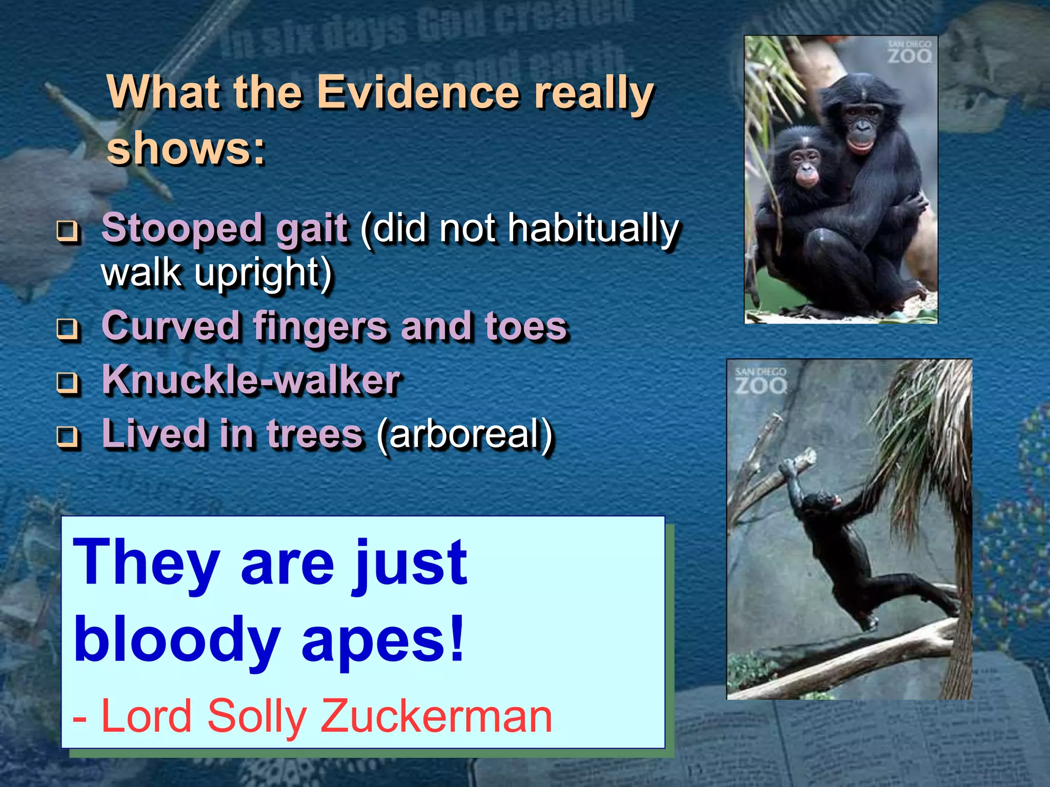 What the Evidence really 
shows: 
 Stooped gait (did not habitually 
walk upright) 
 Curved fingers and toes 
 Knuckle-walker 
 Lived in trees (arboreal) 
They are just 
bloody apes! 
- Lord Solly Zuckerman 
 